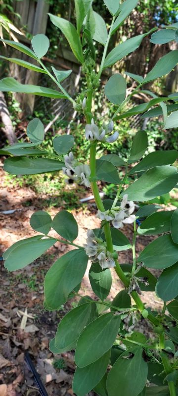 A closeup of a single fava stalk showing the oblong leaves alternating on five or so to a stem branching from the main stalk, and the white flowers with black centers clustered several to a single attachment point on the main stalk. The flowers are reminiscent of orchids in shape.