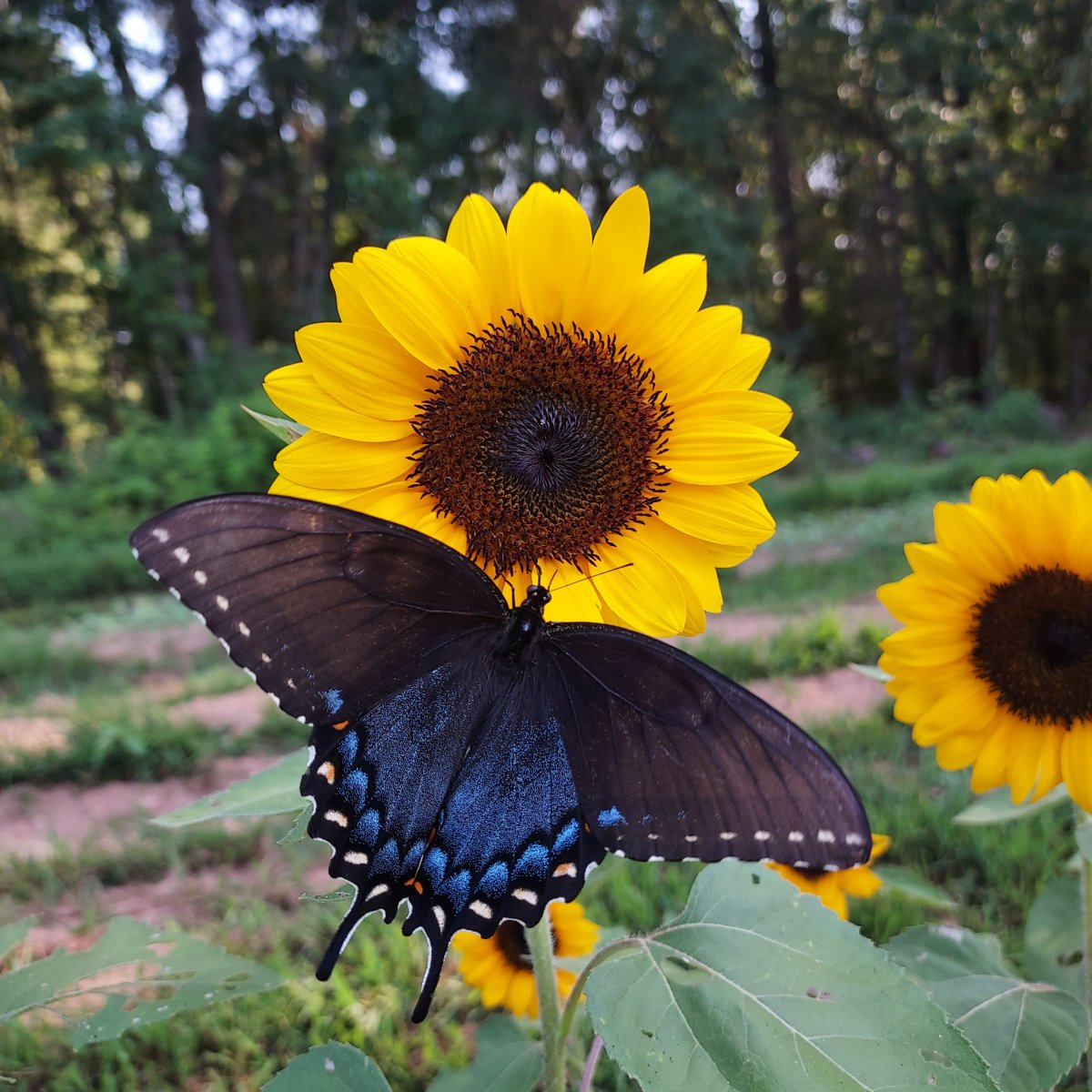 Picture of a sunflower with an Eastern Tiger Swallowtail butterfly resting on it with a forest in the background. The sunflower has many rich golden yellow petals surrounding a dark brown and black center. The black butterfly with blue, white, and orange markings rests on the lower edge of the flower; the full breadth of the butterfly's wings is more than 1.5 times the width of the sunflower bloom. A few more sunflowers and the many trees of a forest are out of focus behind the butterfly and main sunflower. 