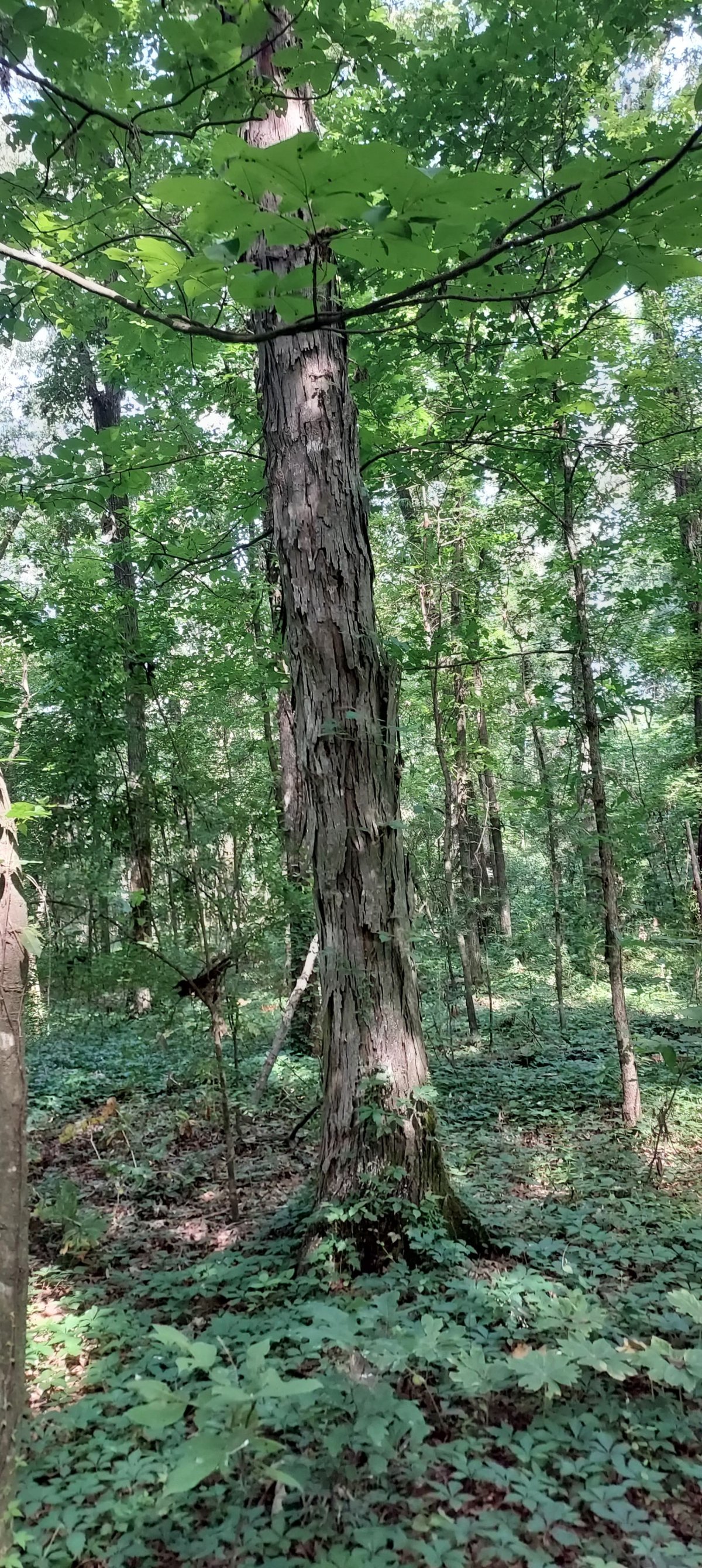 This beast is a Shagbark Hickory